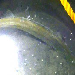 焼津港、ヒラメ、コウイカ、タコ、カマスが好調